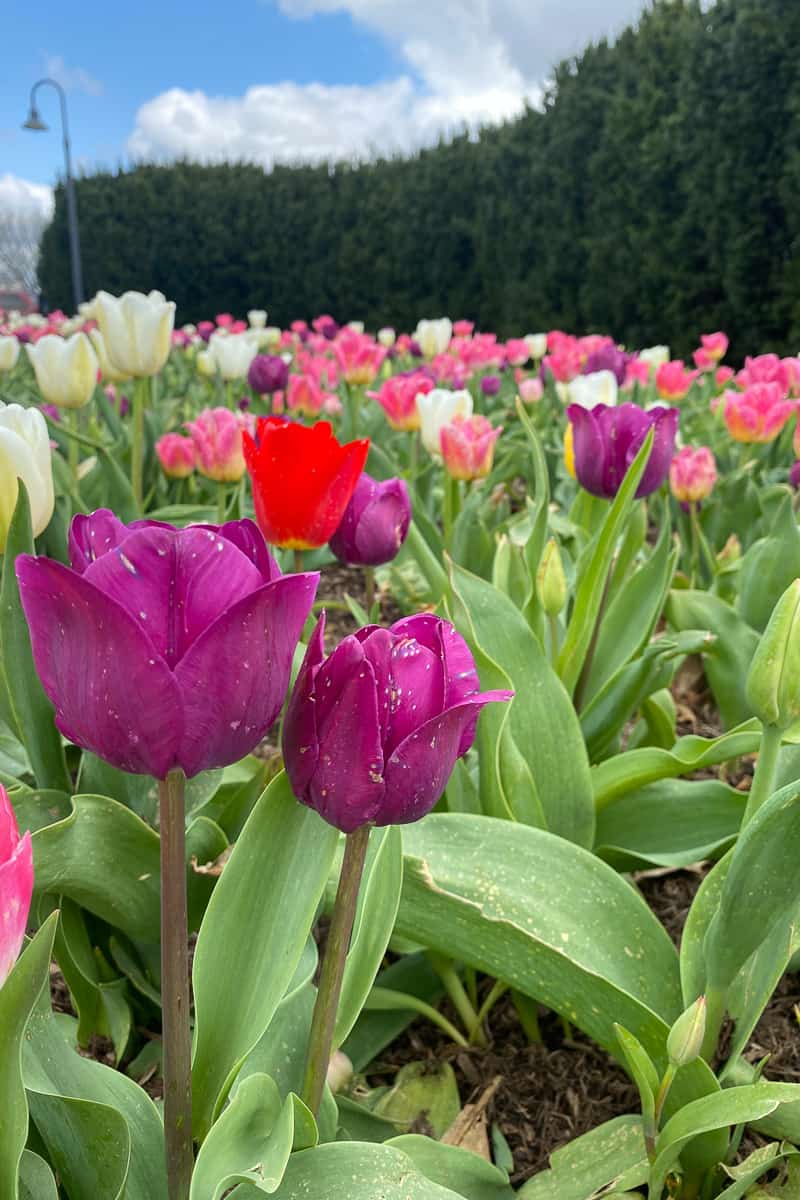 Purple, red, pink, and white tulips fill a garden bed in front of a tall evergreen hedge under a blue sky.
