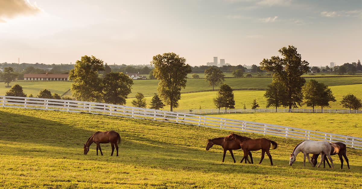 Horses grazing in green pastures divided by white fences, with a distant city skyline.