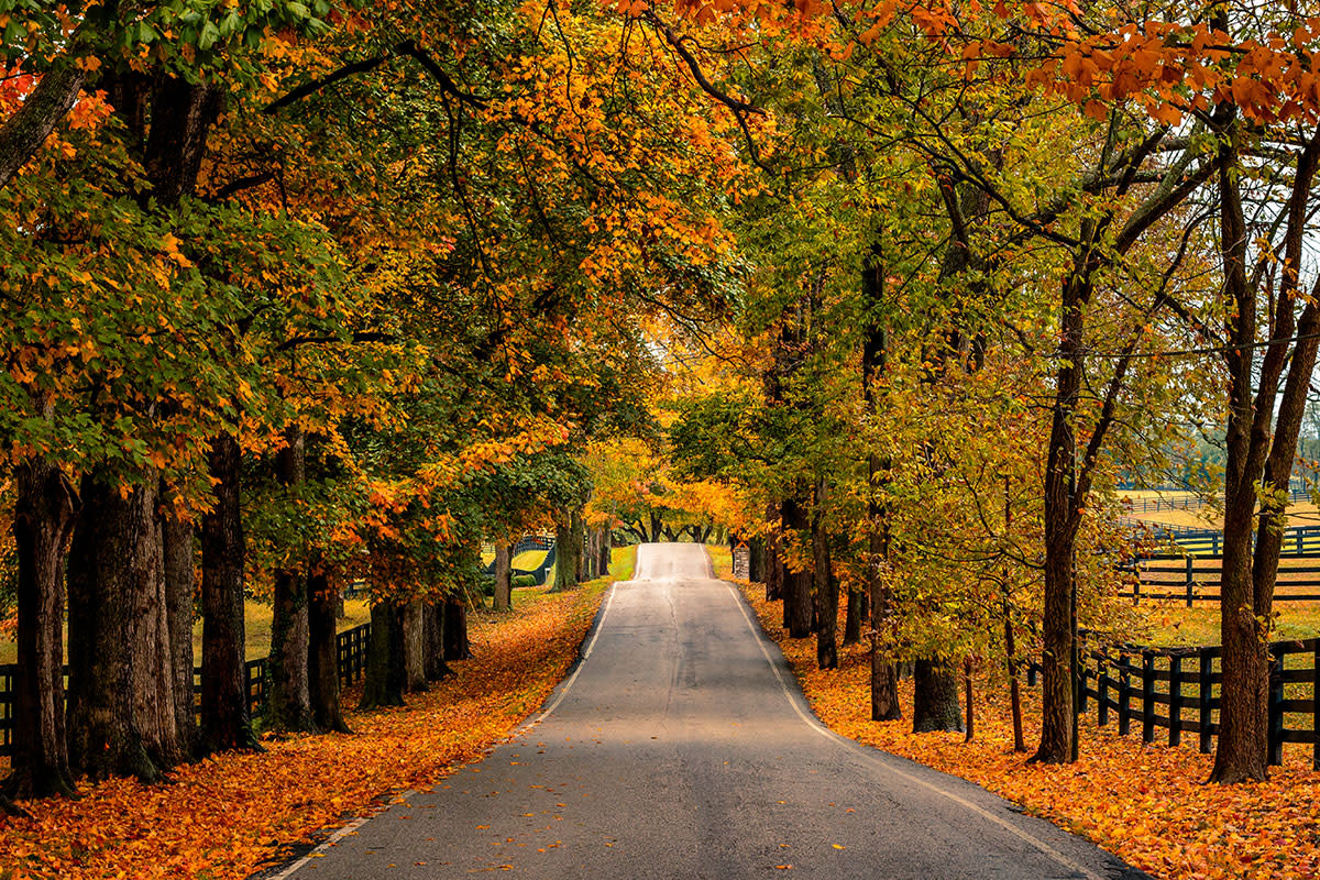 A paved lane rises and dips beneath orange and yellow autumn trees, with black wooden fences along both sides.